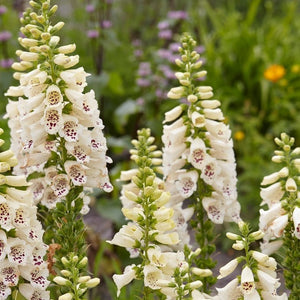 Digitalis, Dalmatian Series