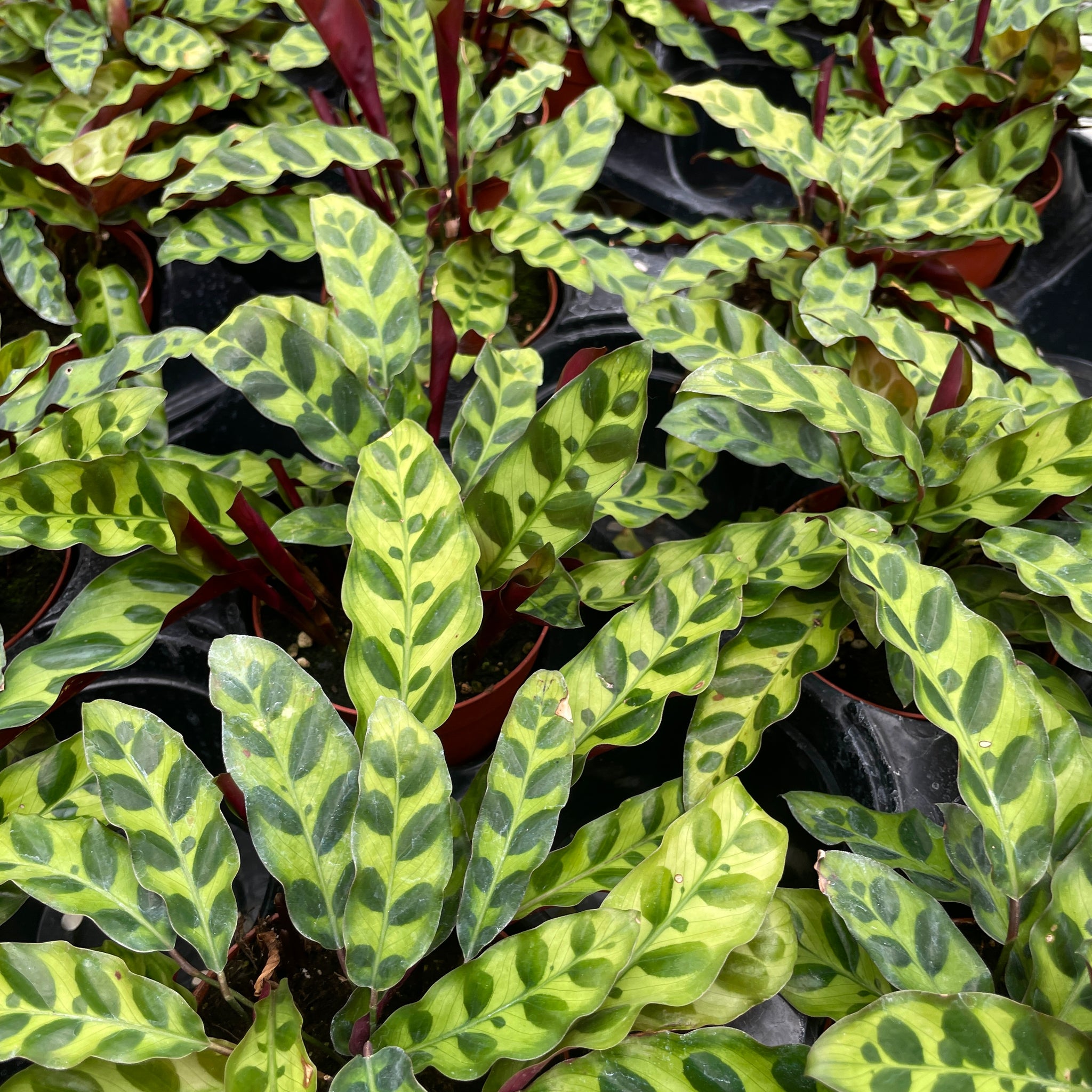 Calathea, Lancifolia