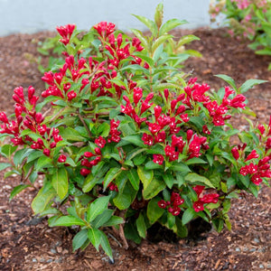 Weigela, Maroon Swoon