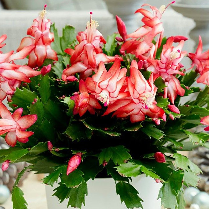 Christmas Cacti