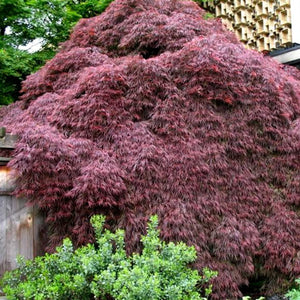 Japanese Maple, Crimson Queen