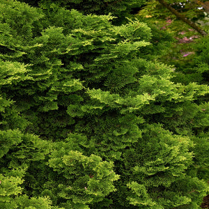 False Cypress, Tempelhof