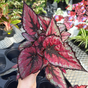 Rex Begonia, Magic Colours