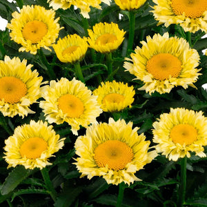 Leucanthemum