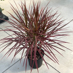 Dracaena Colorama Bush