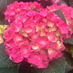 Easter Hydrangea, Jip Pink
