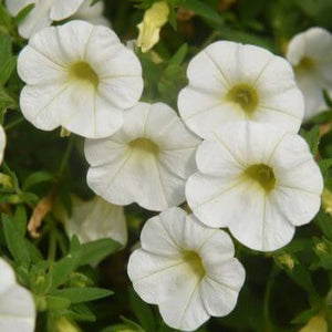 Calibrachoa