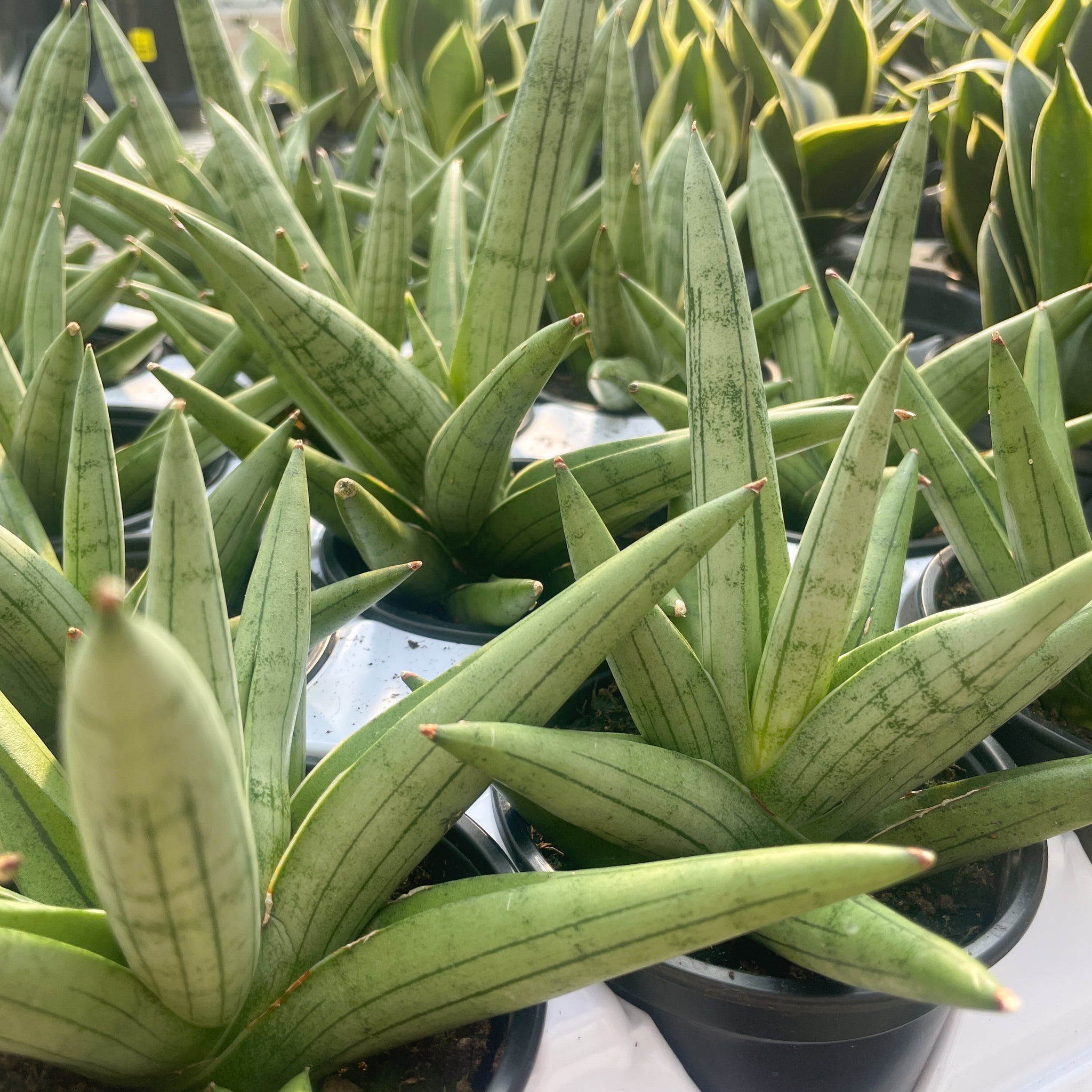 Sansevieria, Silver Crown