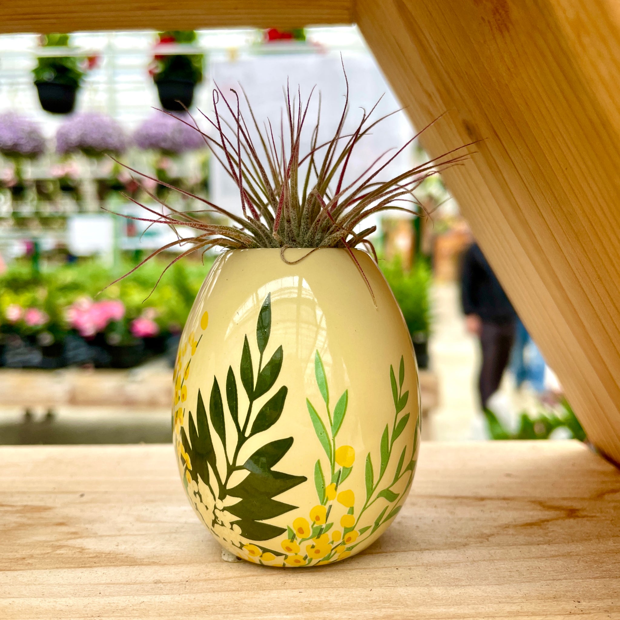 Easter Air Plants