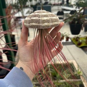 Jellyfish Airplant