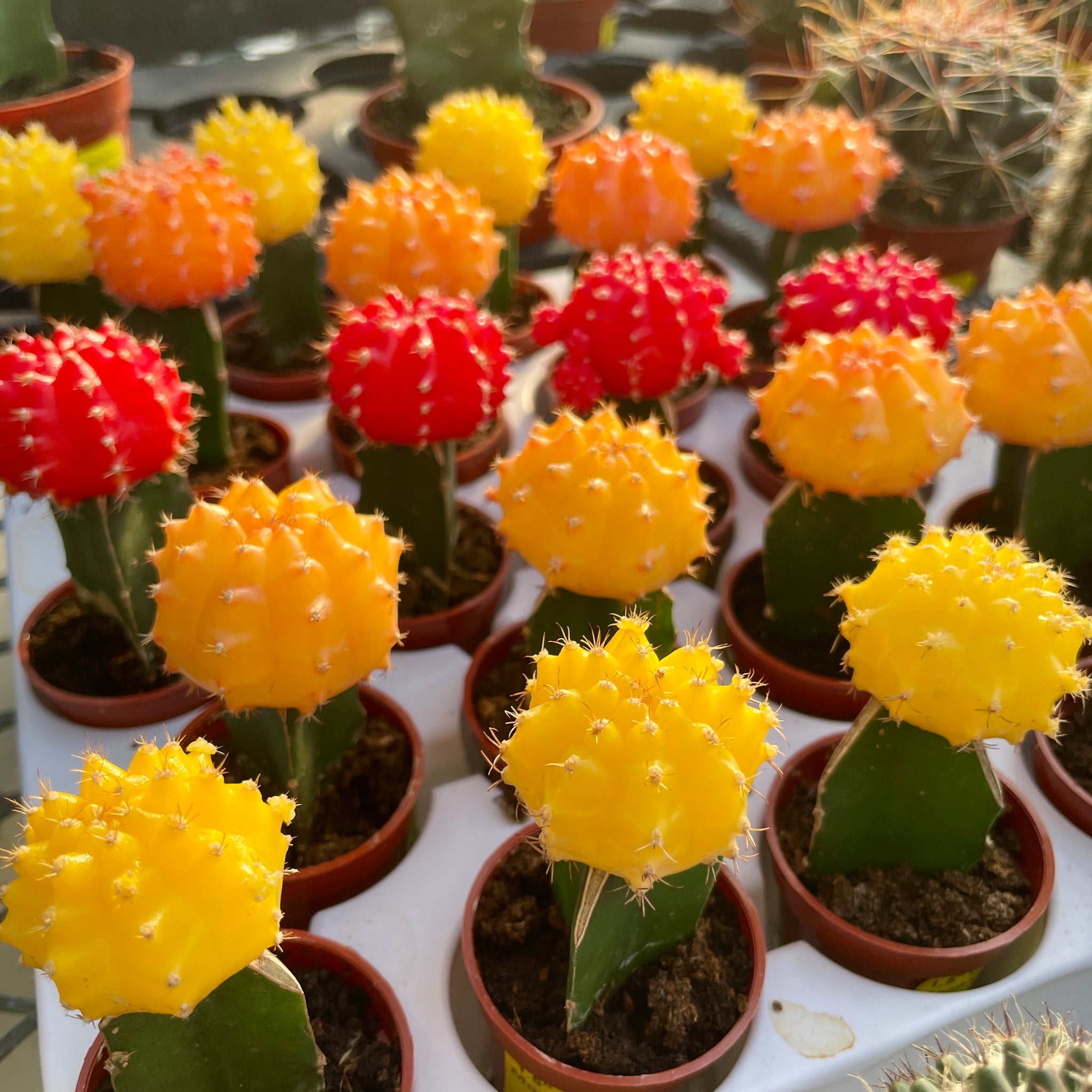 Cactus, Grafted Moon