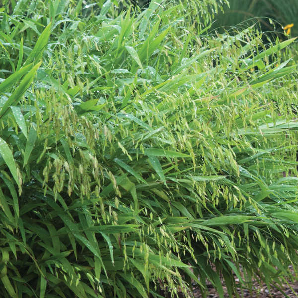 Chasmanthium latifolium