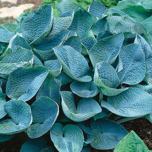 Hosta, Big Daddy
