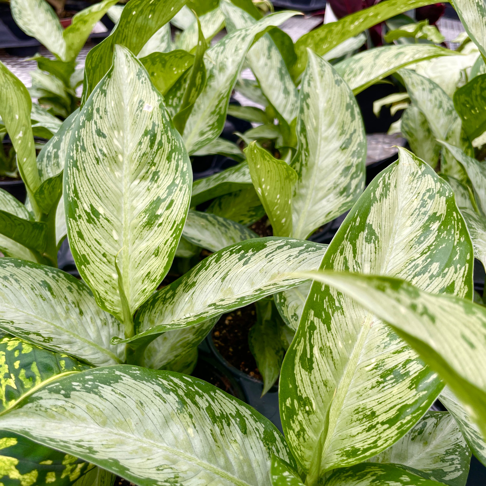 Dieffenbachia, Tiki