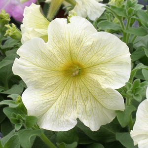 Petunias, Cell Paks