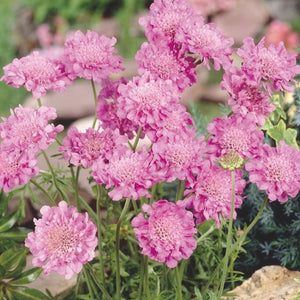 Scabiosa, Pink Mist