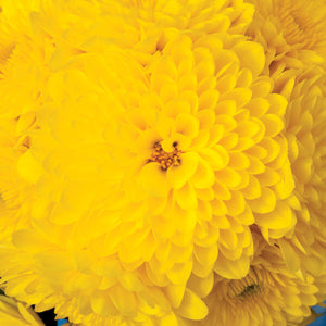 Fall Mum, Cheryl Sparkling Yellow