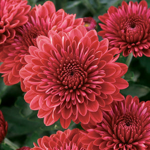 Fall Mum, Cheryl Jolly Red
