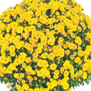 Fall Mum, Cheryl Golden