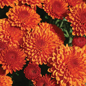 Fall Mum, Hailey Orange