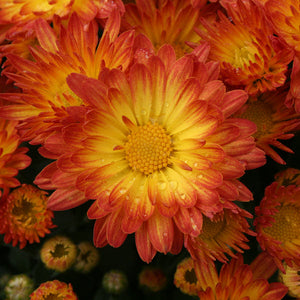 Fall Mum, Stacy Dazzling Orange
