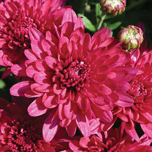Fall Mum, Wanda Purple