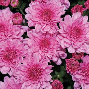 Fall Mum, Wanda Lavender