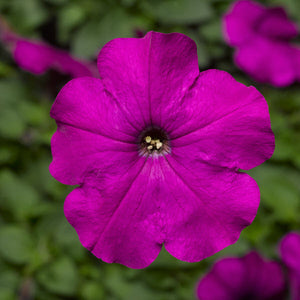 Petunias, Cell Paks