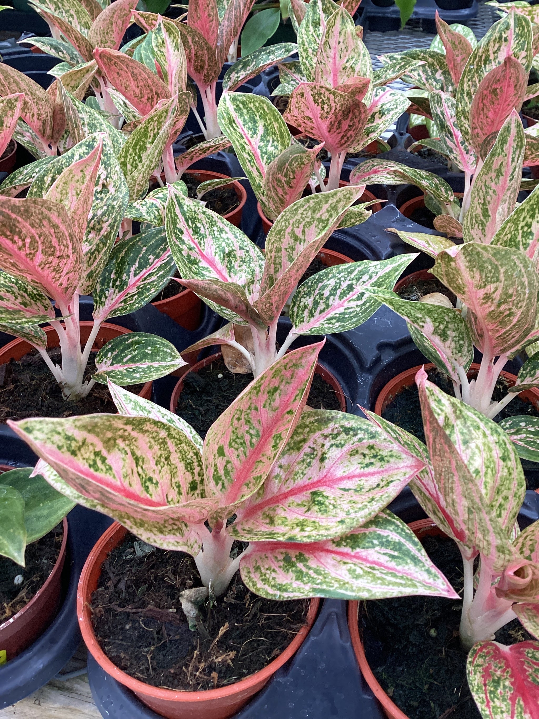 Aglaonema Pictum Tricolor - Colour Paradise Greenhouses