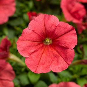 Petunias, Cell Paks