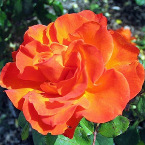 Roses, Floribunda