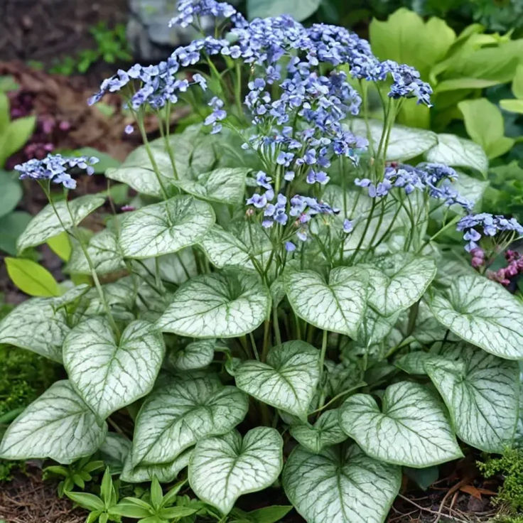 Brunnera, Jack Frost