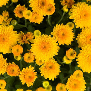 Fall Mum, Hailey Gold
