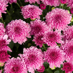 Fall Mum, Cheryl Pink