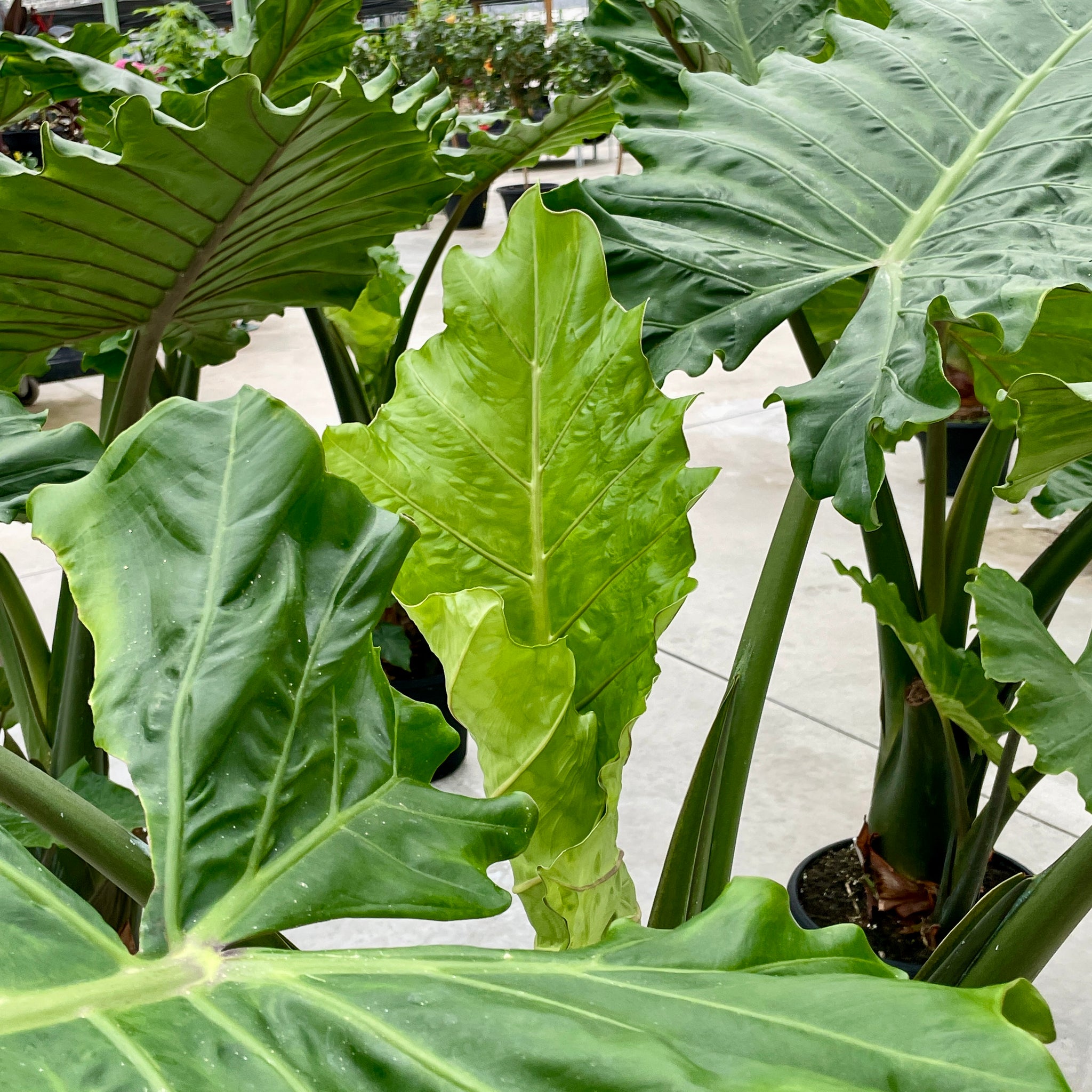 Alocasia, Portora