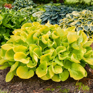 Hosta, Maui Buttercups