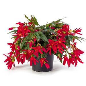 Begonia, Beauvilia Hanging Baskets