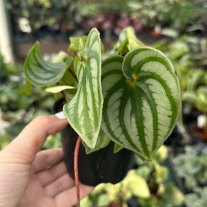 Peperomia, Watermelon