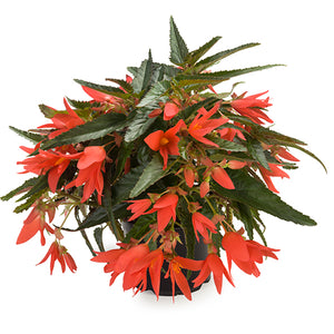 Begonia, Beauvilia Hanging Baskets