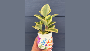 Plant Pot Jar Painting