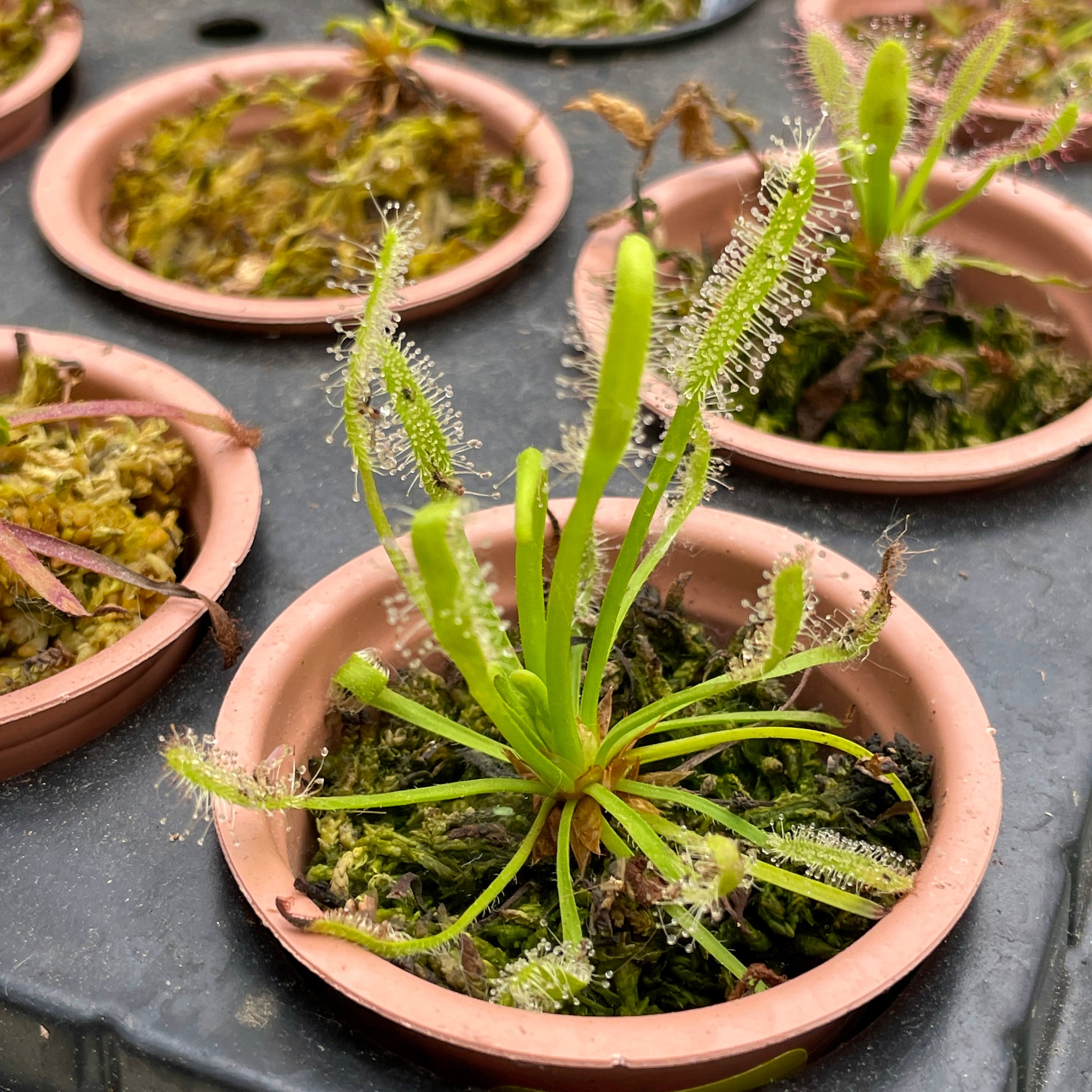 Sundew, Assorted