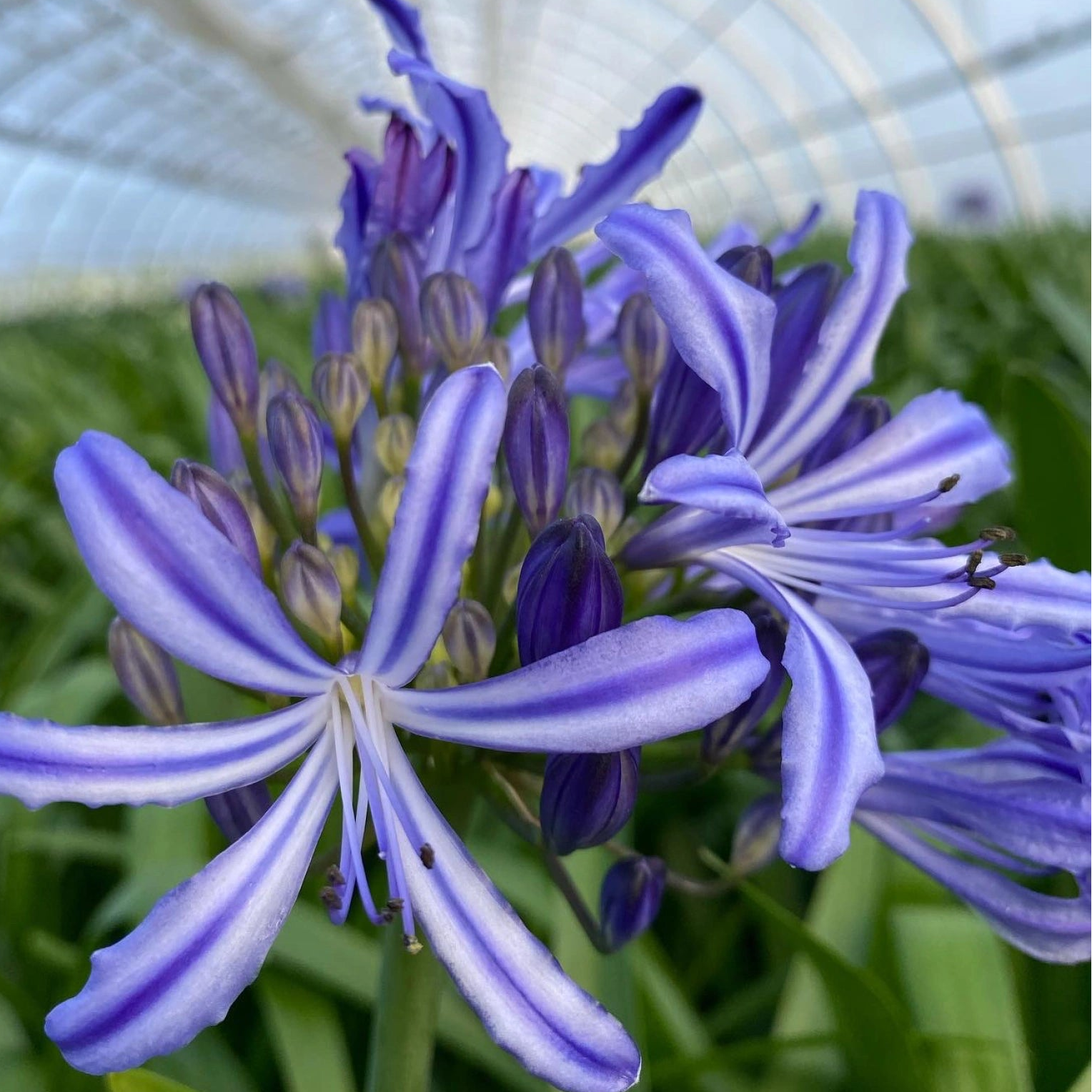 Agapanthus