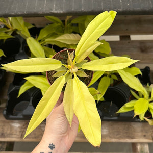 Philodendron Golden Crocodile