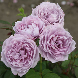 Roses, Floribunda