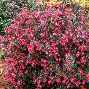 Weigela Wine and Roses