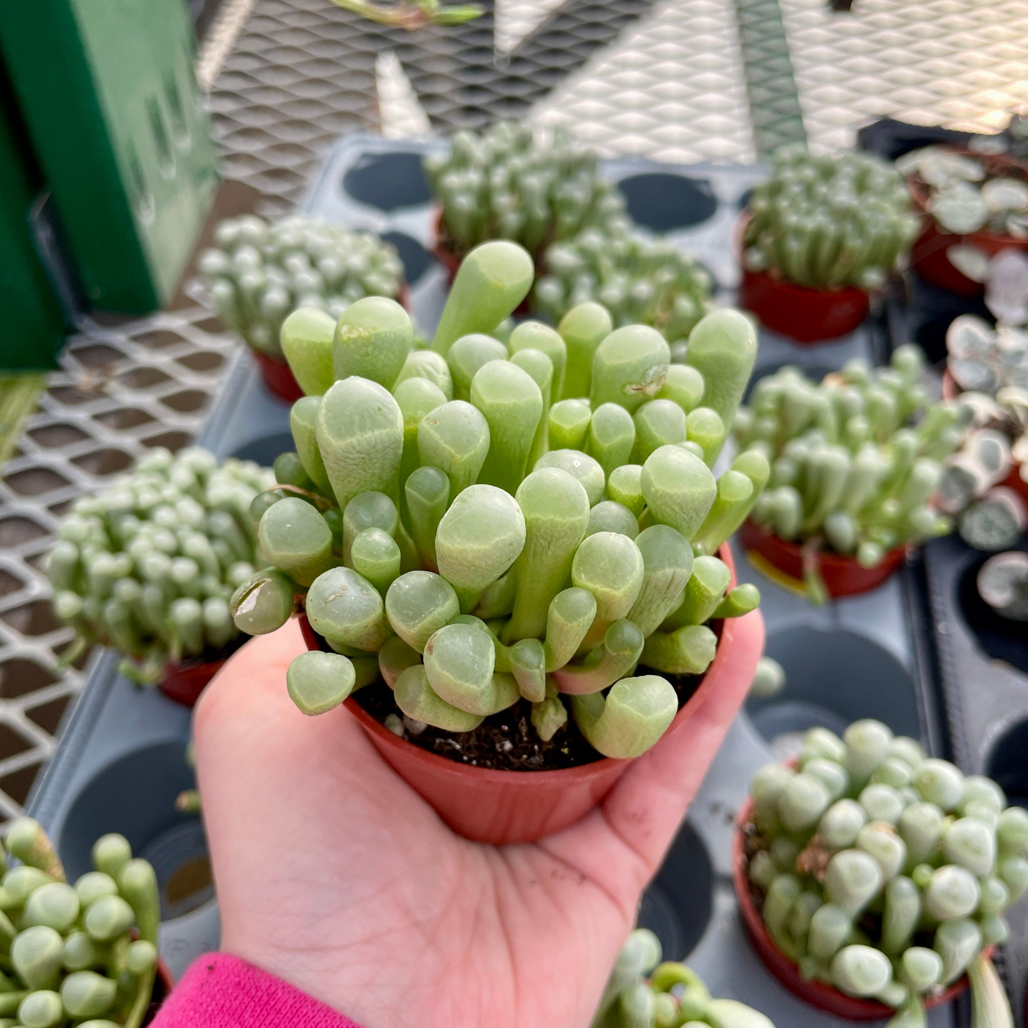 Succulent, Baby Toes