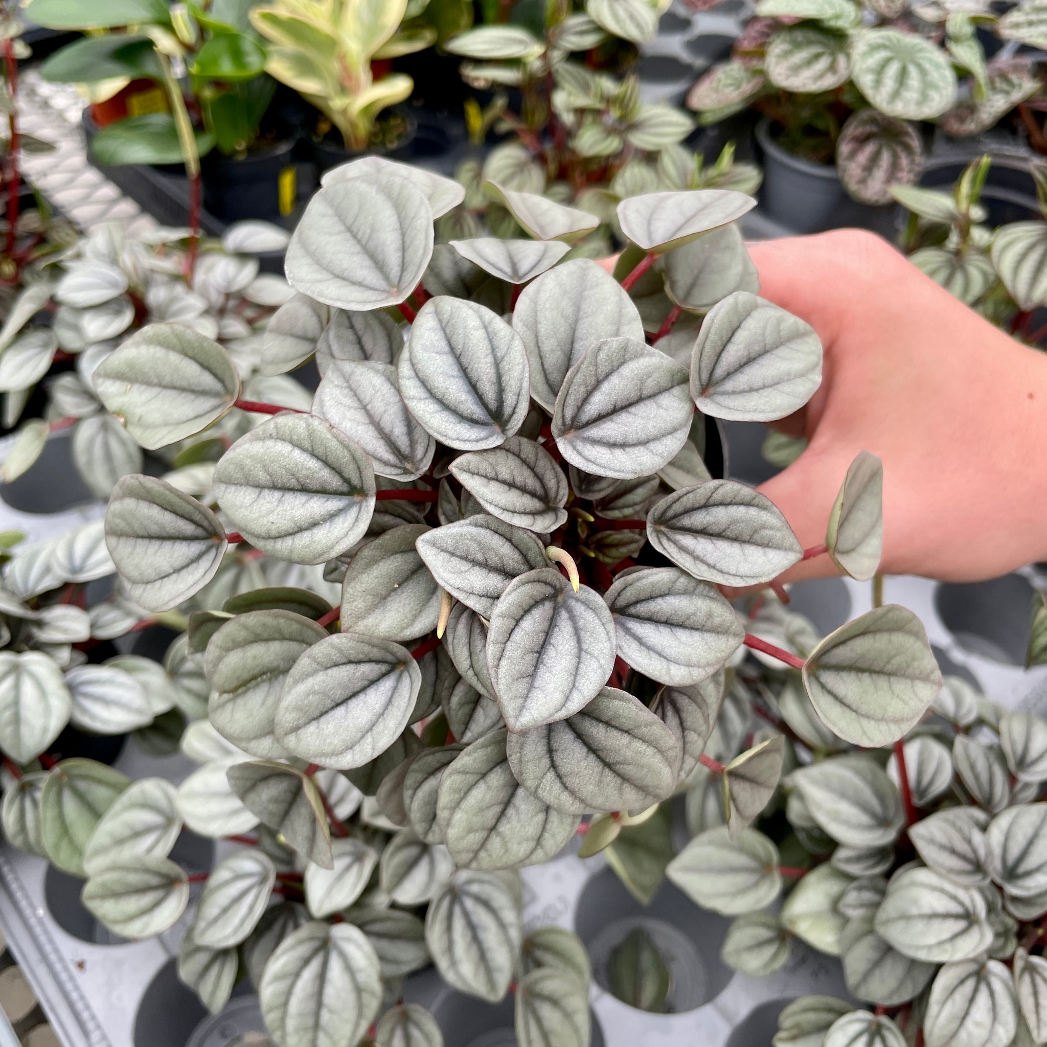 Peperomia - Napoli Nights