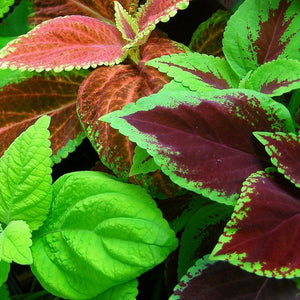 Coleus Planter, 10" pots