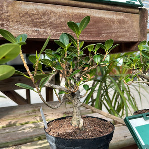 Green Island Ficus (Shohin)- Bonsai