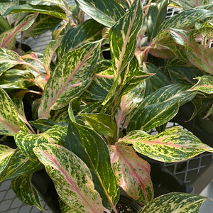 Aglaonema Creta